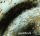 gaudi_testa1105